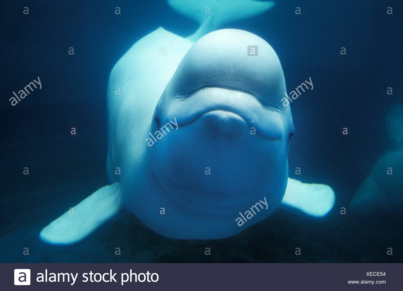 La Ballena Beluga O Ballena Blanca Delphinapterus Leucas Adulto Fotografia De Stock Alamy