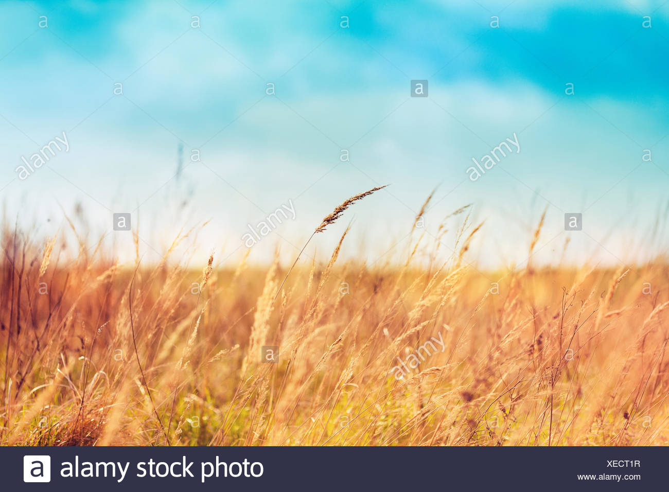 Campo Hermoso y cielos azules Foto de stock