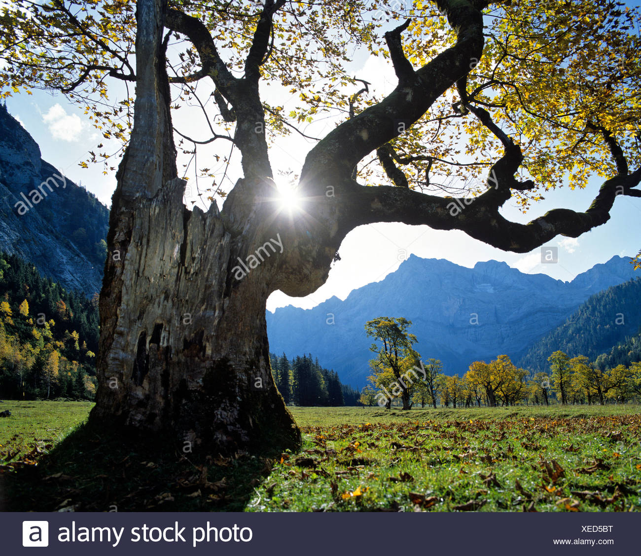 El Grosser Ahornboden, otoño, Mt. Spritzkarspitze, Eiskarln Karwendel, Gama, Tirol, Austria Foto de stock