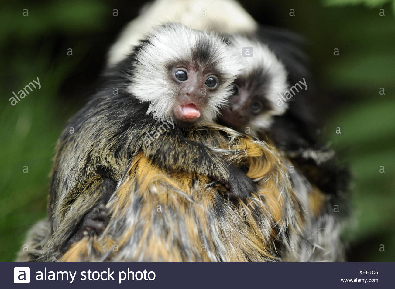 Geoffroy S Tities Callithrix Geoffroyi Madre Animal Los Animales Jovenes Fotografia De Stock Alamy