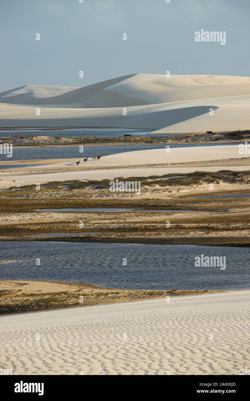 Lençóis Maranhenses Banque D'Images