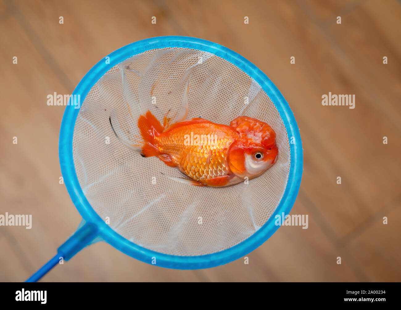 Un mort sur un filet de poisson d'or Banque D'Images