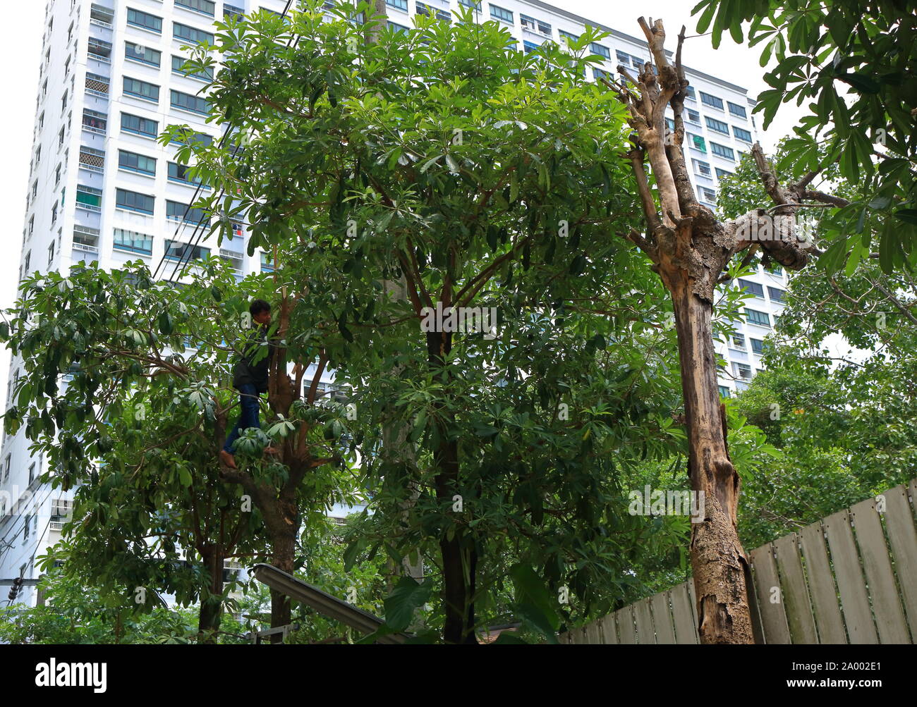 Bangkok, Thaïlande - 17 septembre 2019 : escalade sur le tronc de l'arbre pour couper la sur les branches d'arbres qui peuvent interférer avec les lignes électriques et les cau Banque D'Images