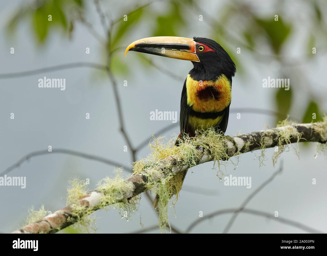 Pale-mandibled Aracari (Pteroglossus erythropygius) perché sur une branche d'une forêt de nuage - Tandayapa, Equateur Banque D'Images