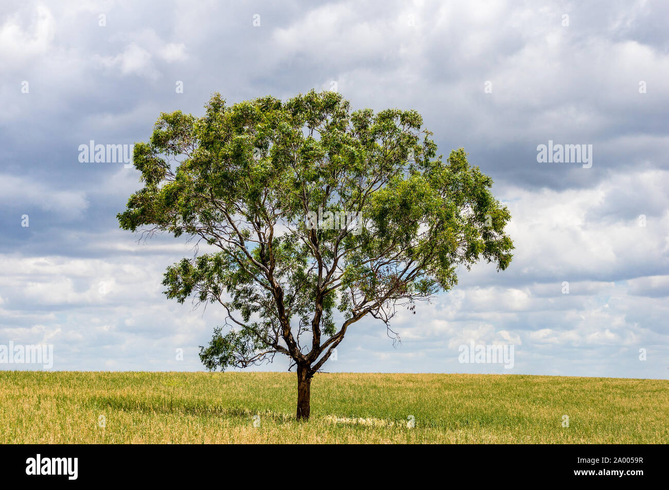 Arbre solitaire sur un champ à ciel couvert spectaculaire sur l'arrière-plan. Pourrait être utilisé comme métaphore de la solitude, l'isolement, la solitude. Copy space Banque D'Images