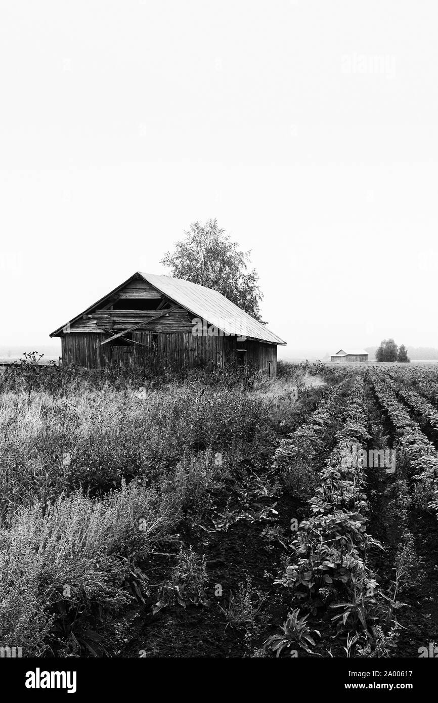 Ancienne grange maisons sont couvertes par le brouillard dans les zones rurales de la Finlande. Le matin de l'automne peut être tout à fait misty en cette période de l'année. Banque D'Images