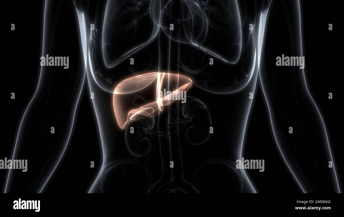 L'Organe digestif interne Anatomie du foie Banque D'Images