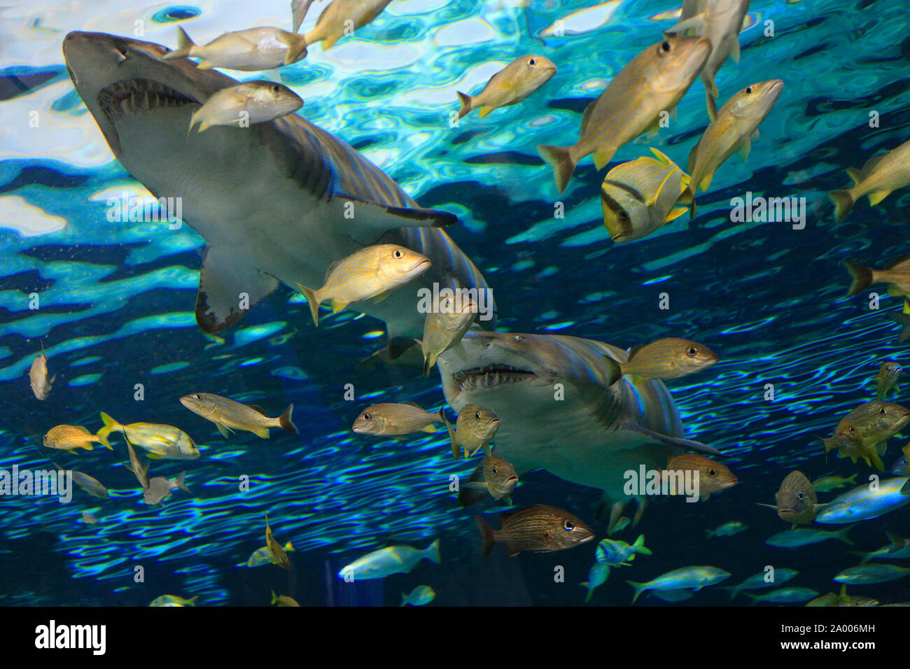 Piscine requin dangereux dans la barrière de corail, entouré de poissons jaunes Banque D'Images