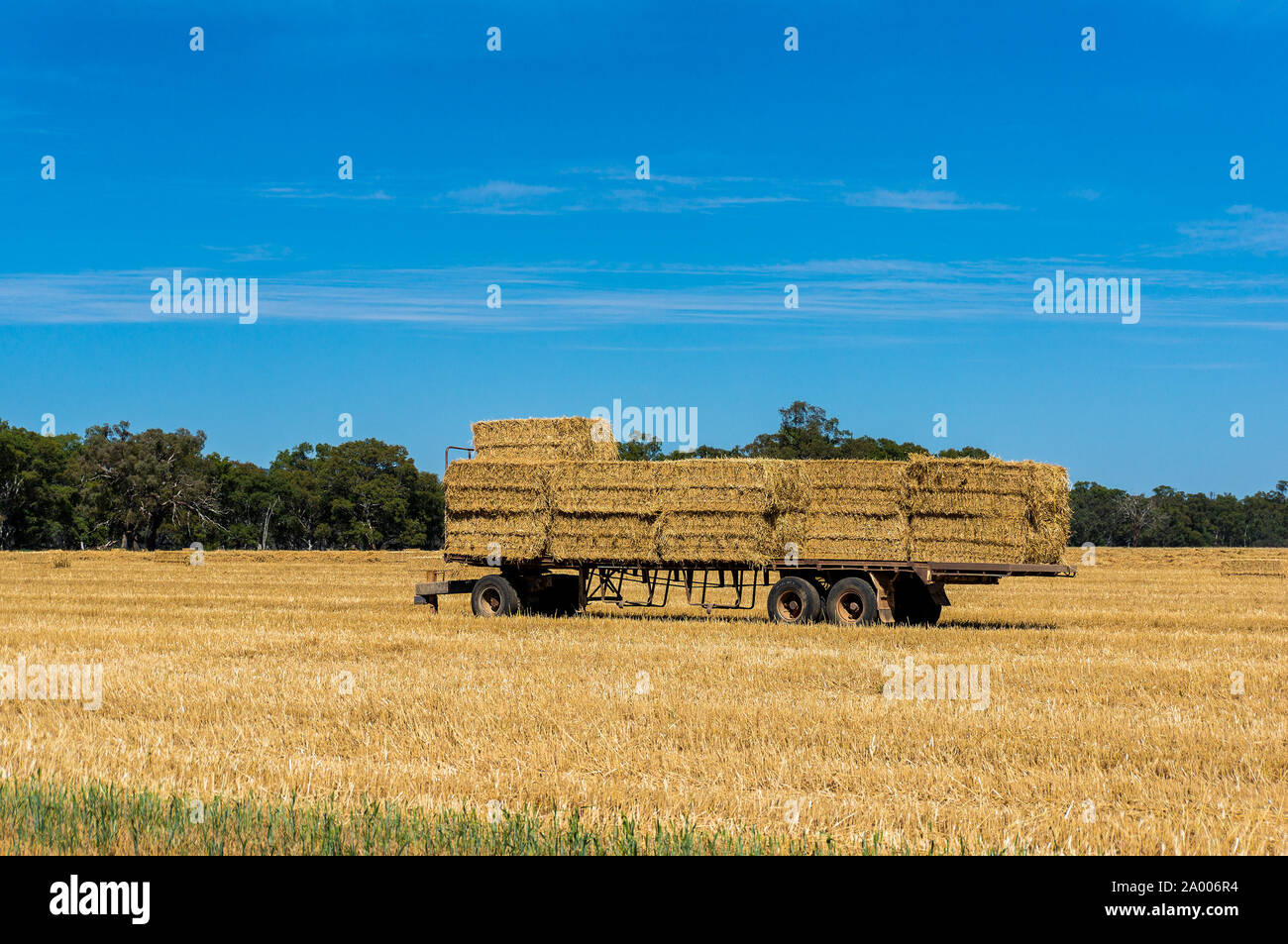 Scène de l'agriculture. Farmer remorque chargée avec des meules de foin, sur un champ d'or contre l'Australian paysage rural et ciel bleu sur l'arrière-plan Banque D'Images