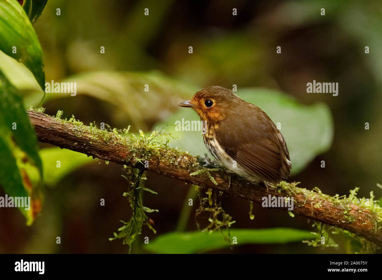 Grallaire à poitrine ocre (Grallaricula flavirostris) - Equateur Banque D'Images