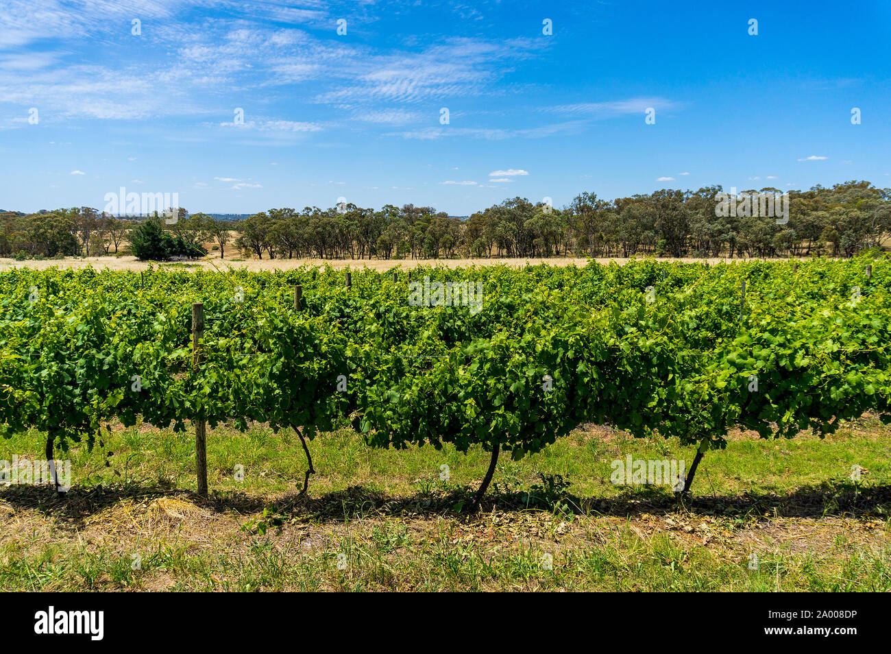 Vignoble australien. Paysage rural. Plants de vigne, vigne sur une journée ensoleillée, le vert de la vigne Banque D'Images