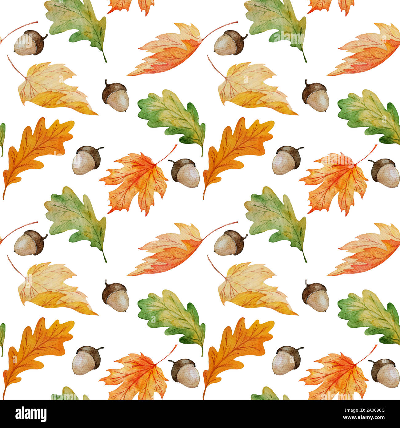 Aquarelle de transparente et d'érable Feuilles de chêne et de glands isolé sur fond blanc, peinte à l'automne pour wpapping imprimer botanique, tissu, Banque D'Images