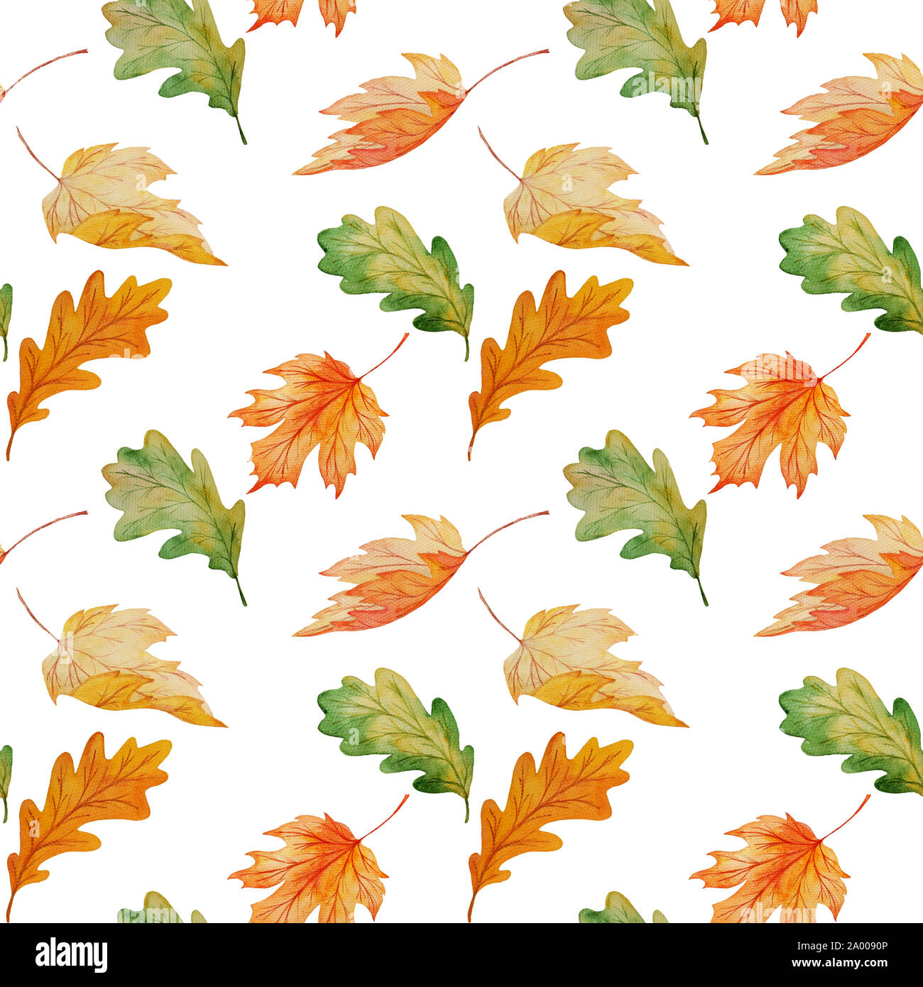 Aquarelle de transparente et d'érable Feuilles de chêne isolé sur fond blanc, peinte à l'automne pour wpapping imprimer botanique, tissu, papier peint Banque D'Images