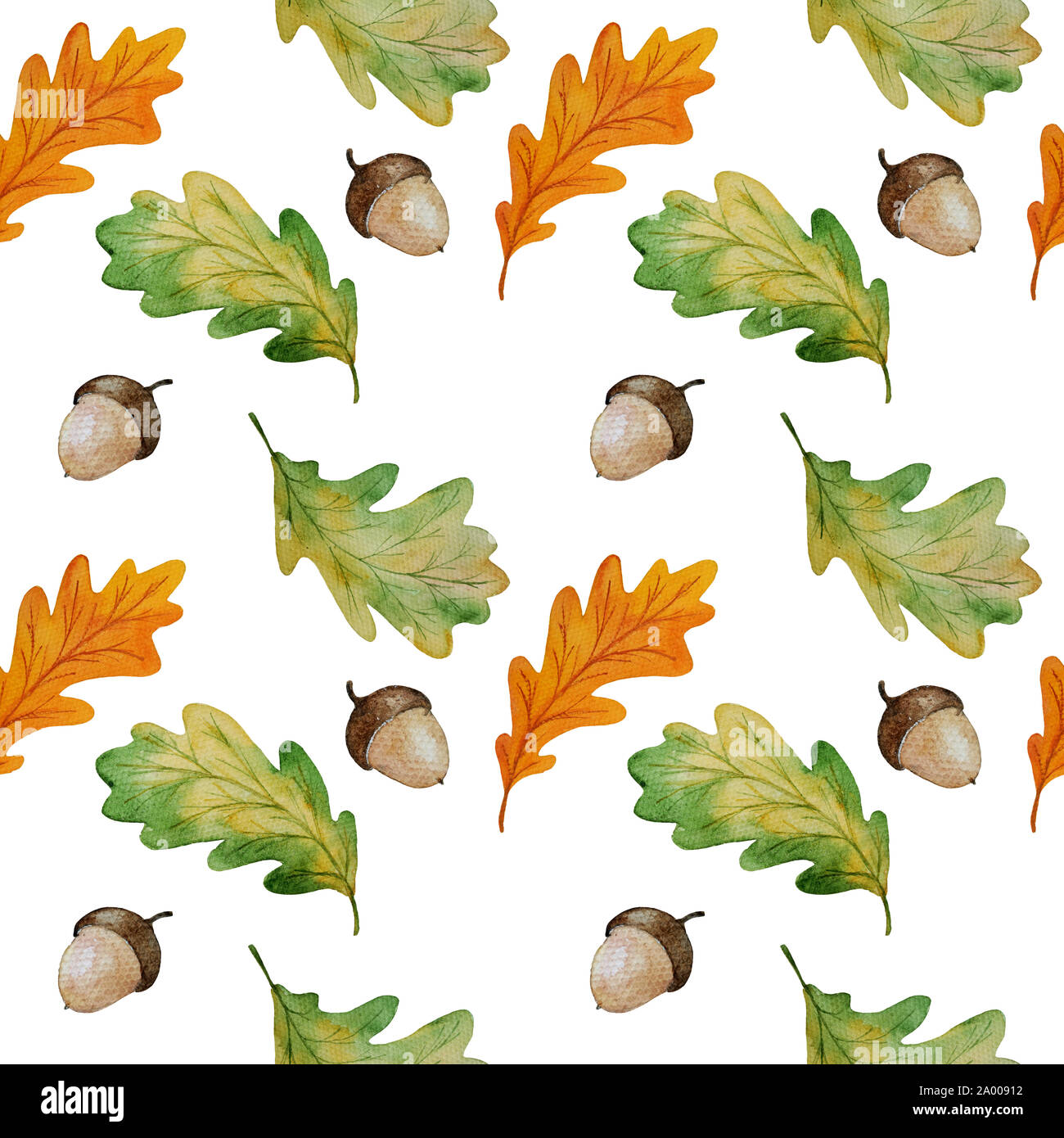 Motif transparent aquarelle feuilles de chêne et de glands isolé sur fond blanc, peinte à l'automne pour wpapping imprimer botanique, tissu, papier peint Banque D'Images