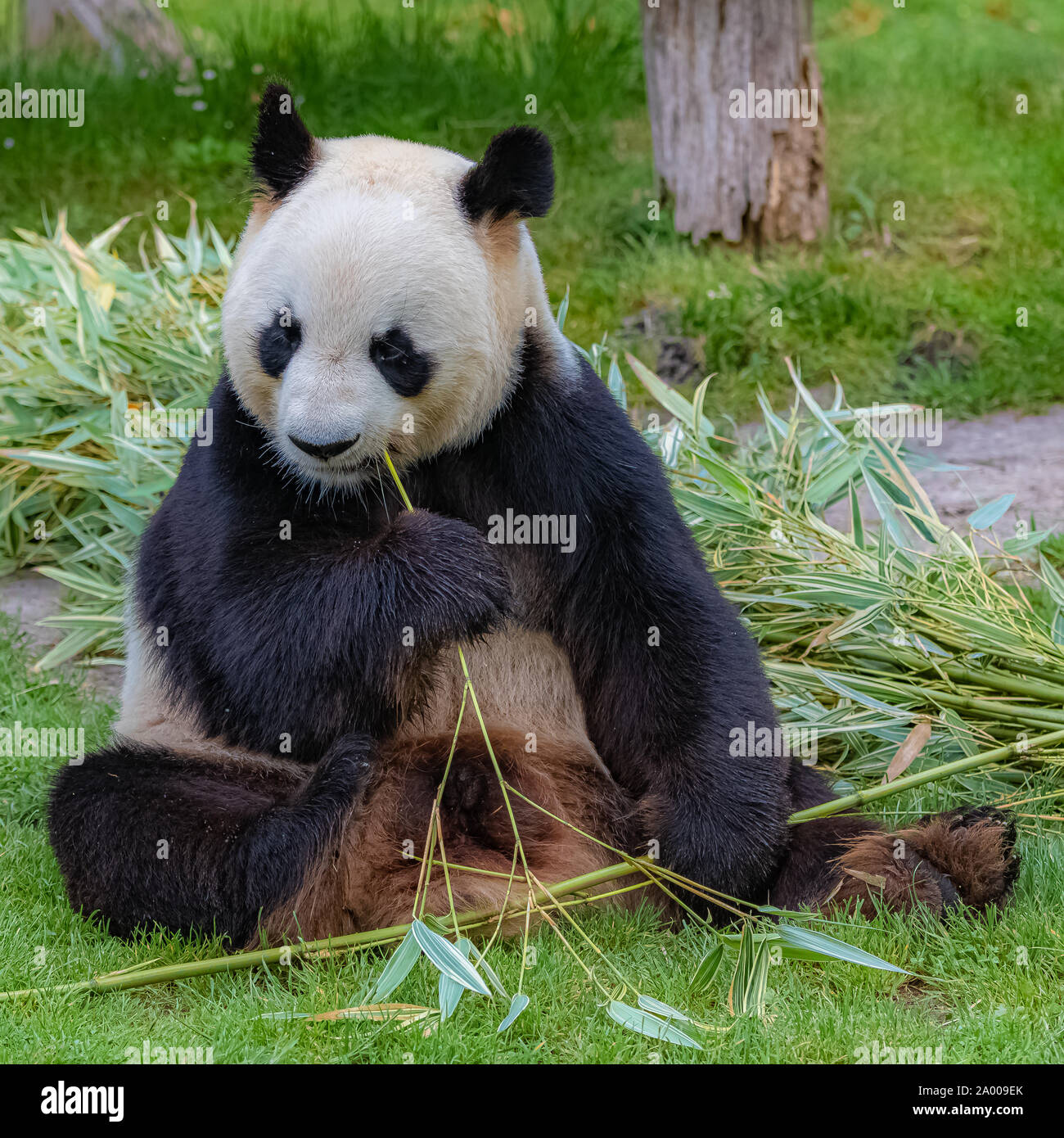 Grand Panda, ours panda bambou manger assis dans l'herbe Banque D'Images