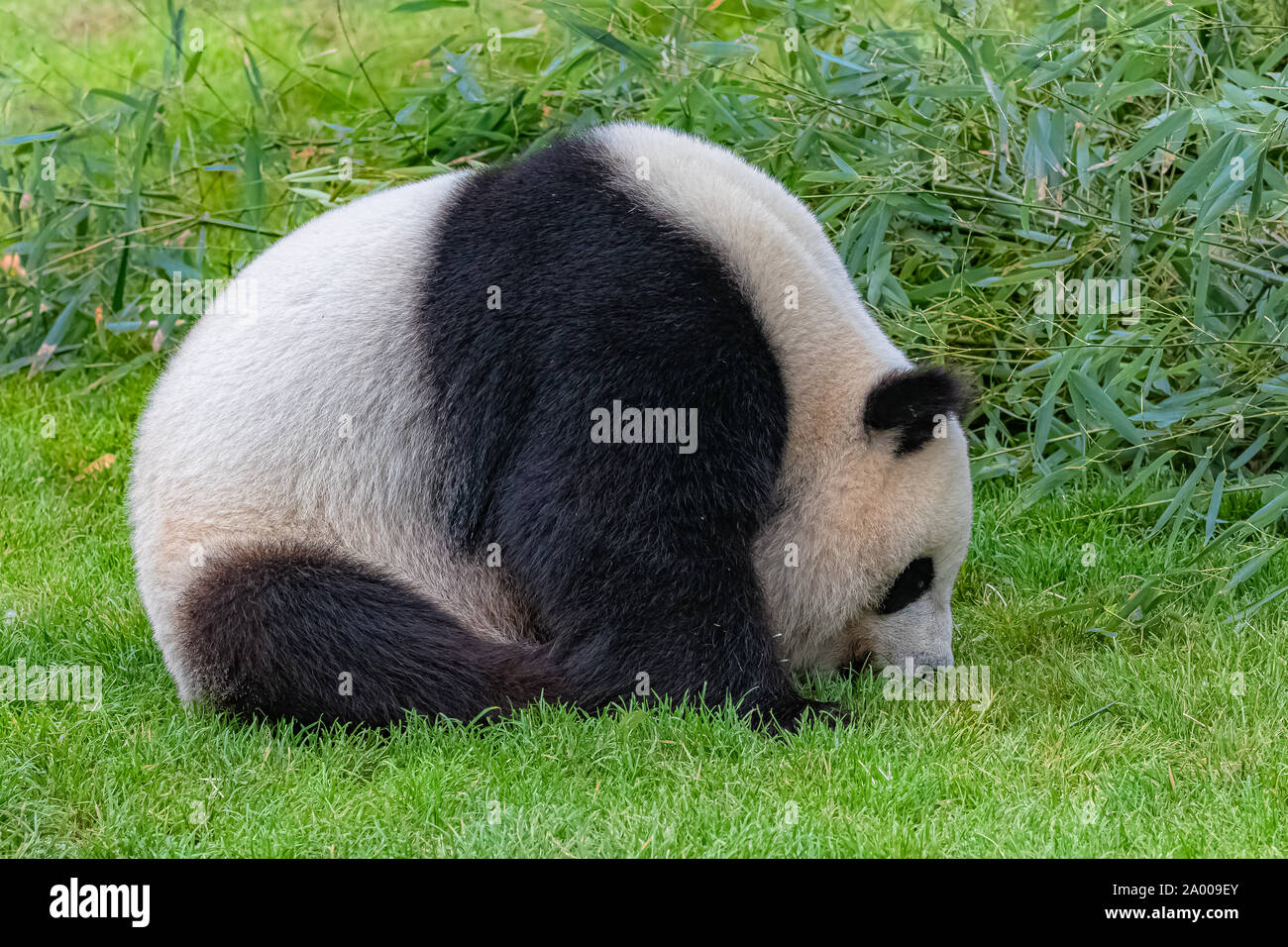 Le panda géant, jeune ours panda assis dans l'herbe, drôle attitude Banque D'Images