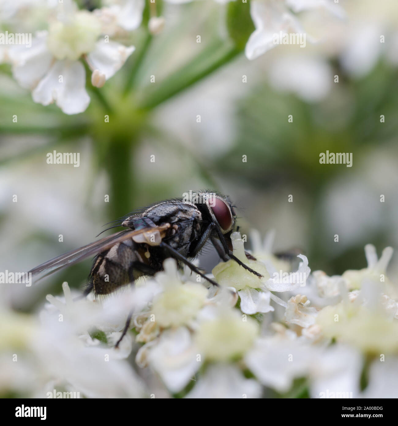 Stomoxys calcitrans, macro d'un vol stable sur une plante en fleurs Banque D'Images