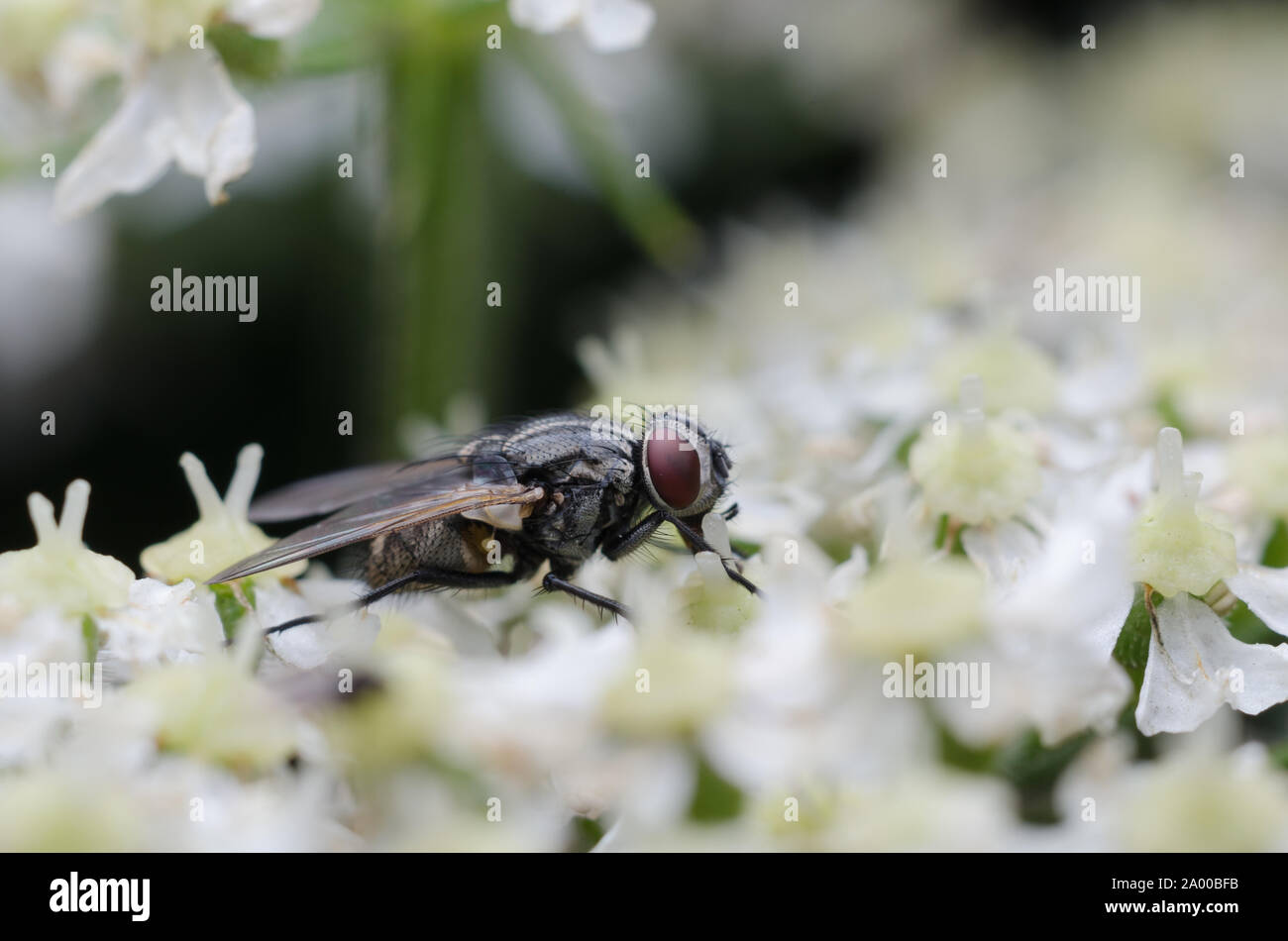 Stomoxys calcitrans, macro d'un vol stable sur une plante en fleurs Banque D'Images