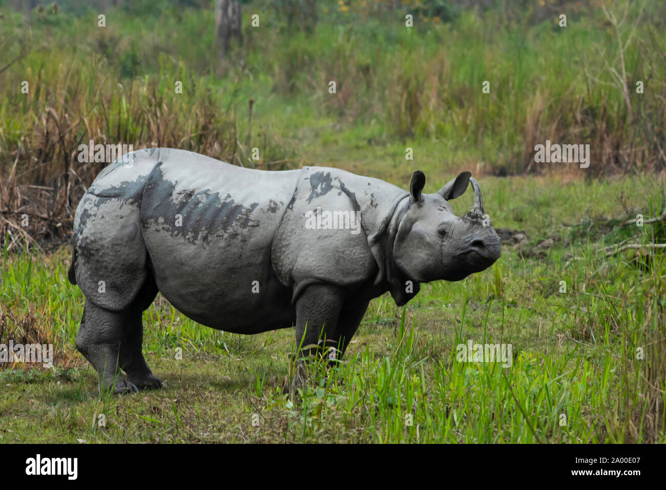 Un rhinocéros indien cornu au parc national de Kaziranga en Assam. Banque D'Images