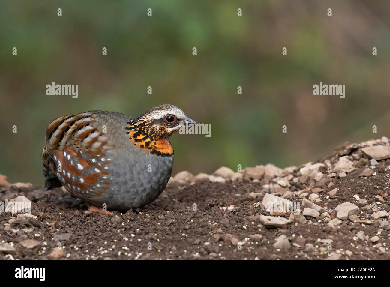 Colibri roux, Partridge Arborophila rufogularis à Sattal Nainital Uttarakhand en Inde. Banque D'Images Colibri roux, Partridge Arborophila rufogularis à Sattal Nainital Uttarakhand en Inde. Banque D'Images