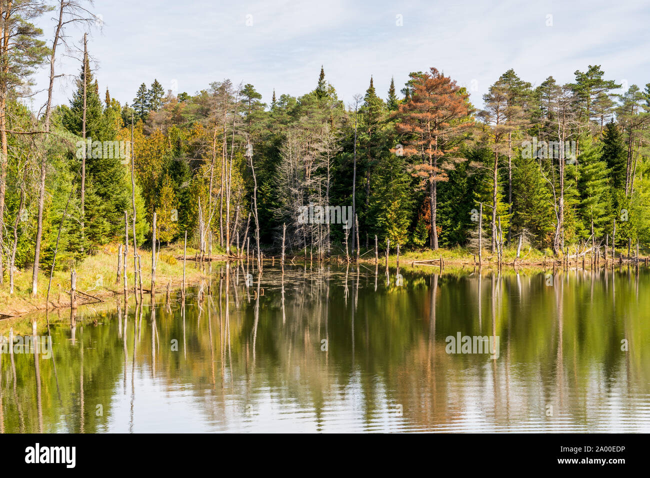 Zone de conservation de Ritchie Falls Minden Hills Comté de Haliburton Highlands Algonquin Ontario Canada en été Banque D'Images