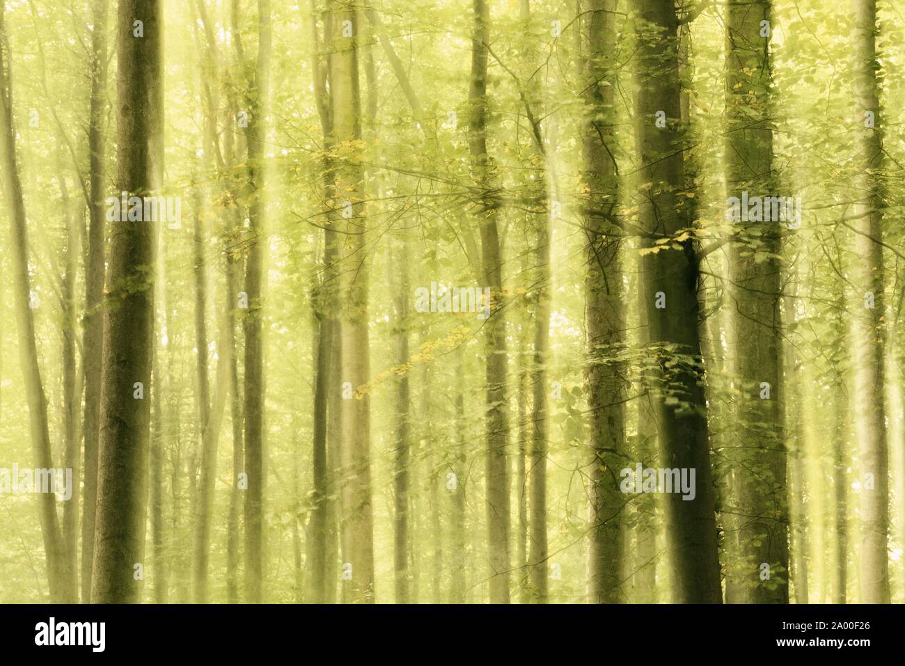 La forêt de feuillus à l'automne, abstrait, impressionniste, Saxe-Anhalt, Allemagne Banque D'Images