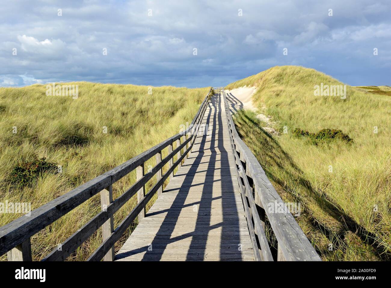 La promenade mène à travers les dunes de la plage près de Kampen, Sylt, îles frisonnes du Nord, mer du Nord, Frise du Nord, Schleswig-Holstein, Allemagne Banque D'Images