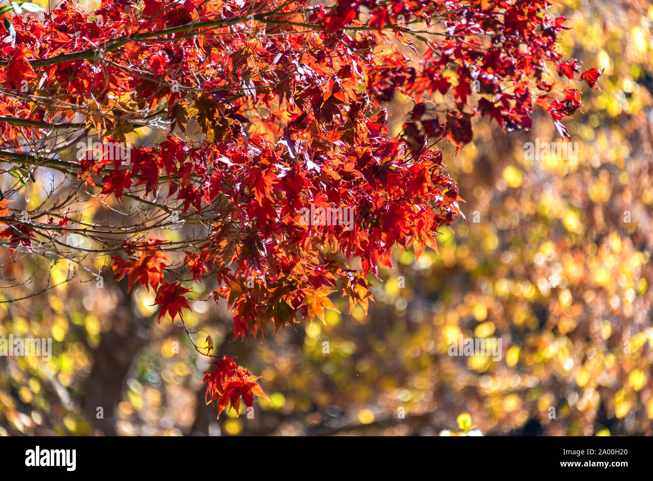 La texture de l'automne les feuilles d'arbres d'érable japonais sur fond flou. Feuillage rouge d'automne Banque D'Images