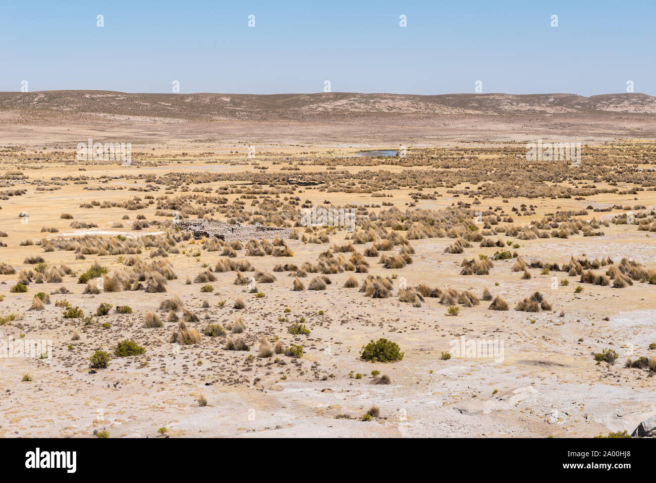 La végétation du sud de l'Altiplano, 3000m et plus au-dessus du niveau de la mer, au nord du district de Uyuni, Potosi, Bolivie, Amérique Latine Banque D'Images