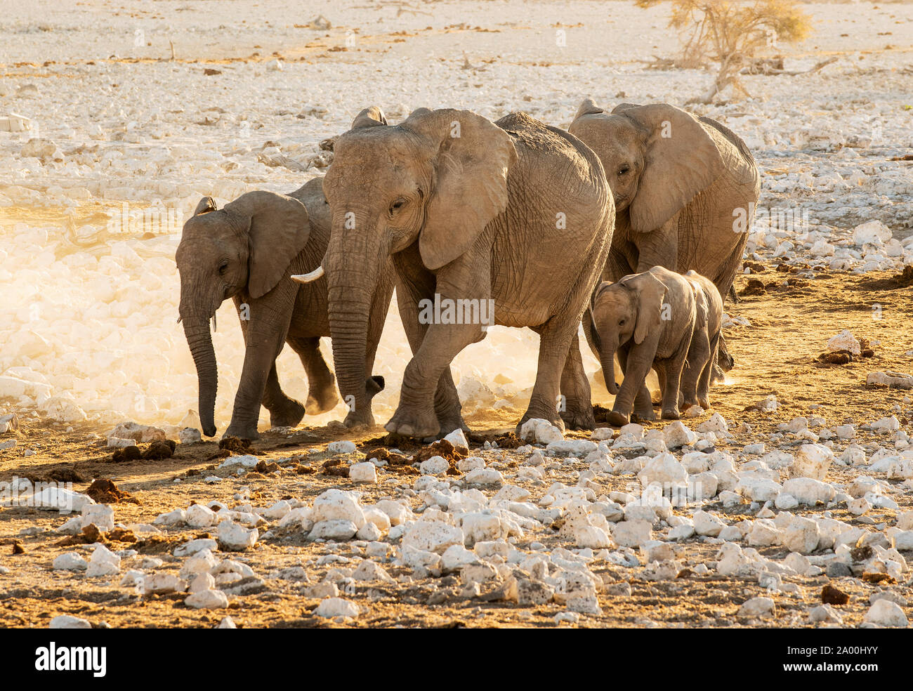 Bush africain ou éléphants Loxodonta cyclotis, Etosha National Park, Namibie, Kunene Banque D'Images