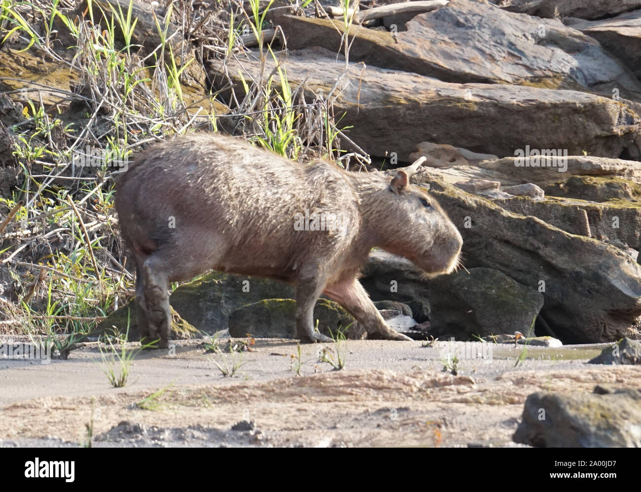 Le capybara (Hydrochoerus hydrochaeris) est un mammifère originaire d'Amérique du Sud. C'est le plus gros rongeur du monde. Également appelé chigüire, chigüiro et carpincho, c'est un animal sauvage photographié sur les rives du fleuve Amazone. Banque D'Images
