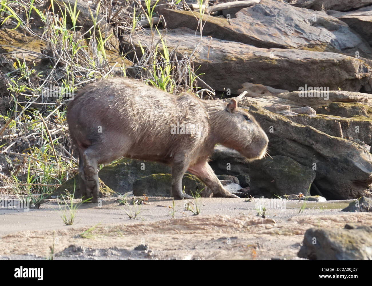 Le capybara (Hydrochoerus hydrochaeris) est un mammifère originaire d'Amérique du Sud. C'est le plus gros rongeur du monde. Également appelé chigüire, chigüiro et carpincho, c'est un animal sauvage photographié sur les rives du fleuve Amazone. Banque D'Images Le capybara (Hydrochoerus hydrochaeris) est un mammifère originaire d'Amérique du Sud. C'est le plus gros rongeur du monde. Également appelé chigüire, chigüiro et carpincho, c'est un animal sauvage photographié sur les rives du fleuve Amazone. Banque D'Images