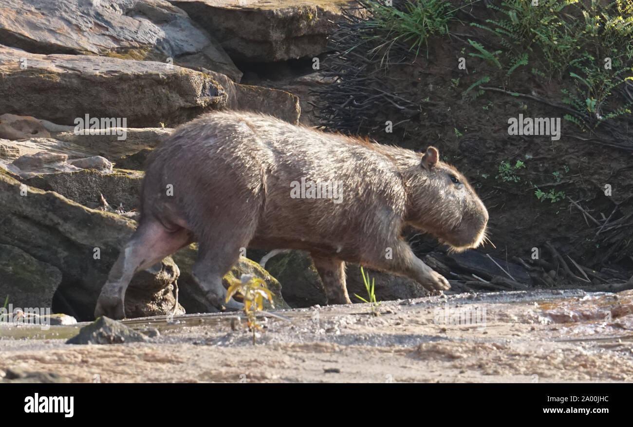 Le capybara (Hydrochoerus hydrochaeris) est un mammifère originaire d'Amérique du Sud. C'est le plus gros rongeur du monde. Également appelé chigüire, chigüiro et carpincho, c'est un animal sauvage photographié sur les rives du fleuve Amazone. Banque D'Images