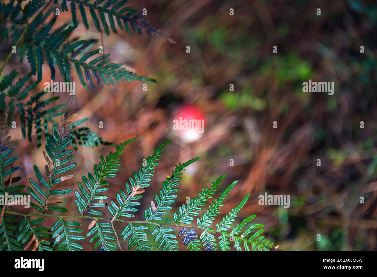 Fern en forêt avec les feuilles tombées et floue de champignons Agaric Fly rouge sur l'arrière-plan avec selective focus Banque D'Images