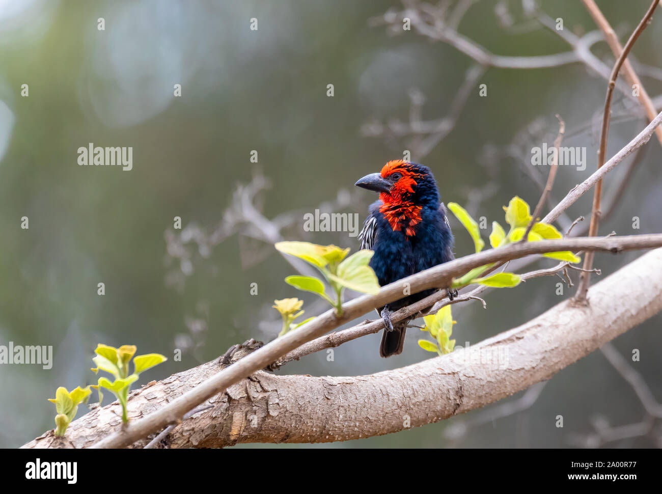 Bel oiseau rouge, Black-billed Barbet Lybius guifsobalito sur l'arbre. La faune de l'éthiopie Banque D'Images