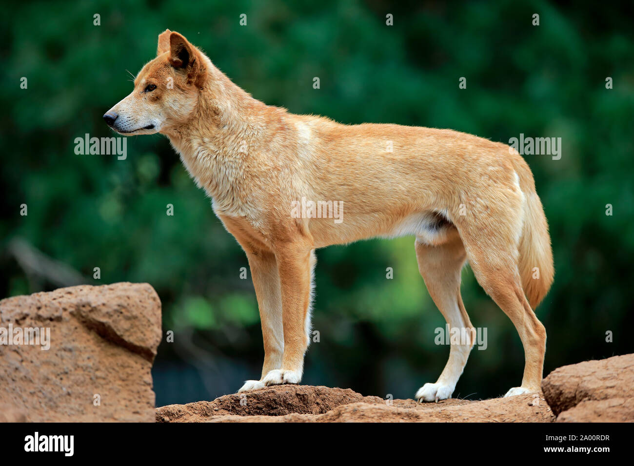 Dingo, des profils sur rock, Phillip Island, Gippsland, Victoria, Australie, (Canis familiaris dingo) Banque D'Images