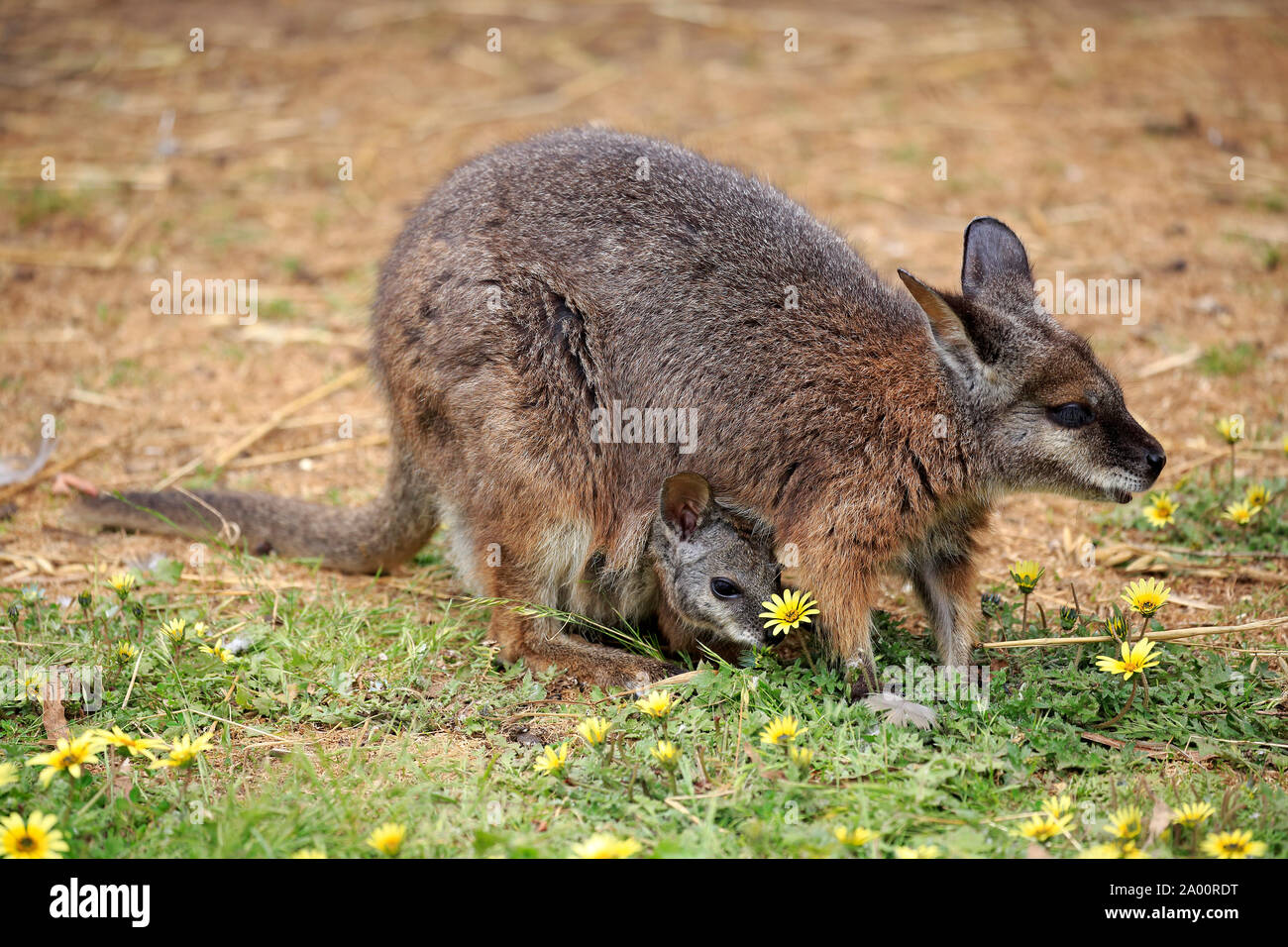 Wallaby Tammar, femelle adulte avec Joey sur pré, Cuddly Creek, Australie du Sud, Australie, (Macropus eugenii) Banque D'Images