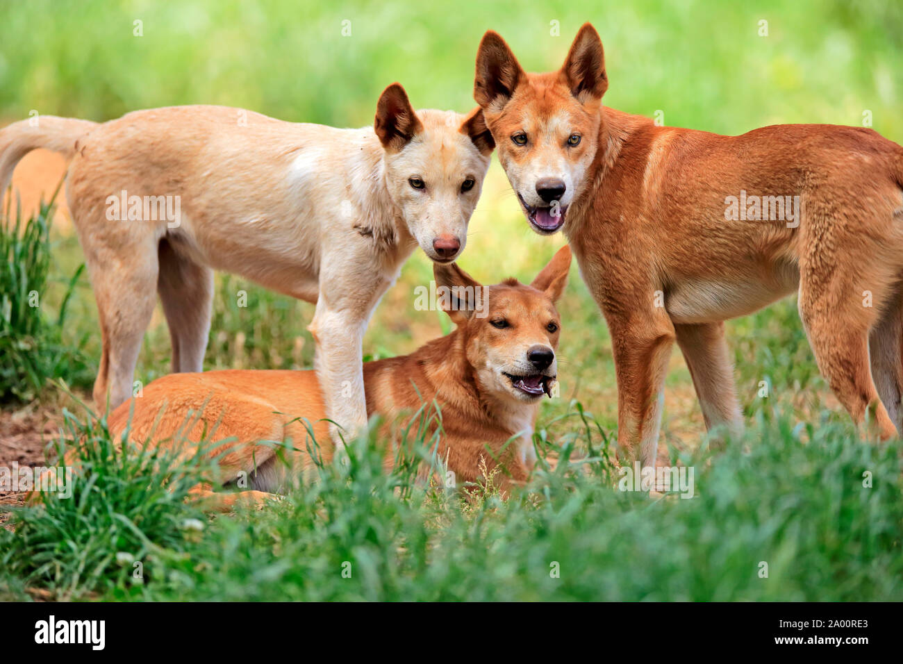 Dingo, le groupe d'adultes, l'île de Phillip Island, Gippsland, Victoria, Australie, (Canis familiaris dingo) Banque D'Images