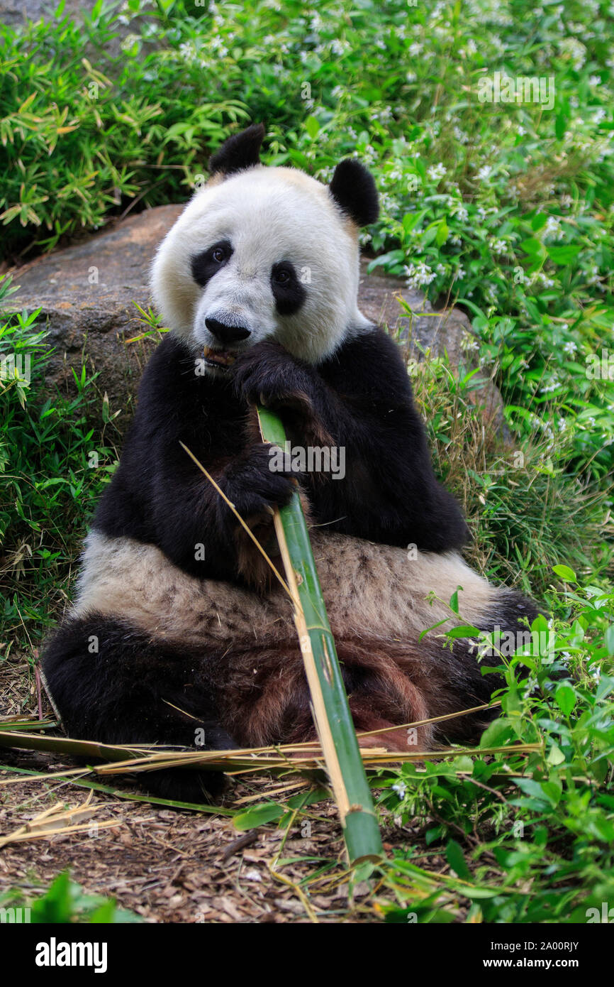 Le Panda Géant, adulte, captive, Adélaïde, Australie du Sud, Australie, (Ailuropoda melanoleuca) Banque D'Images