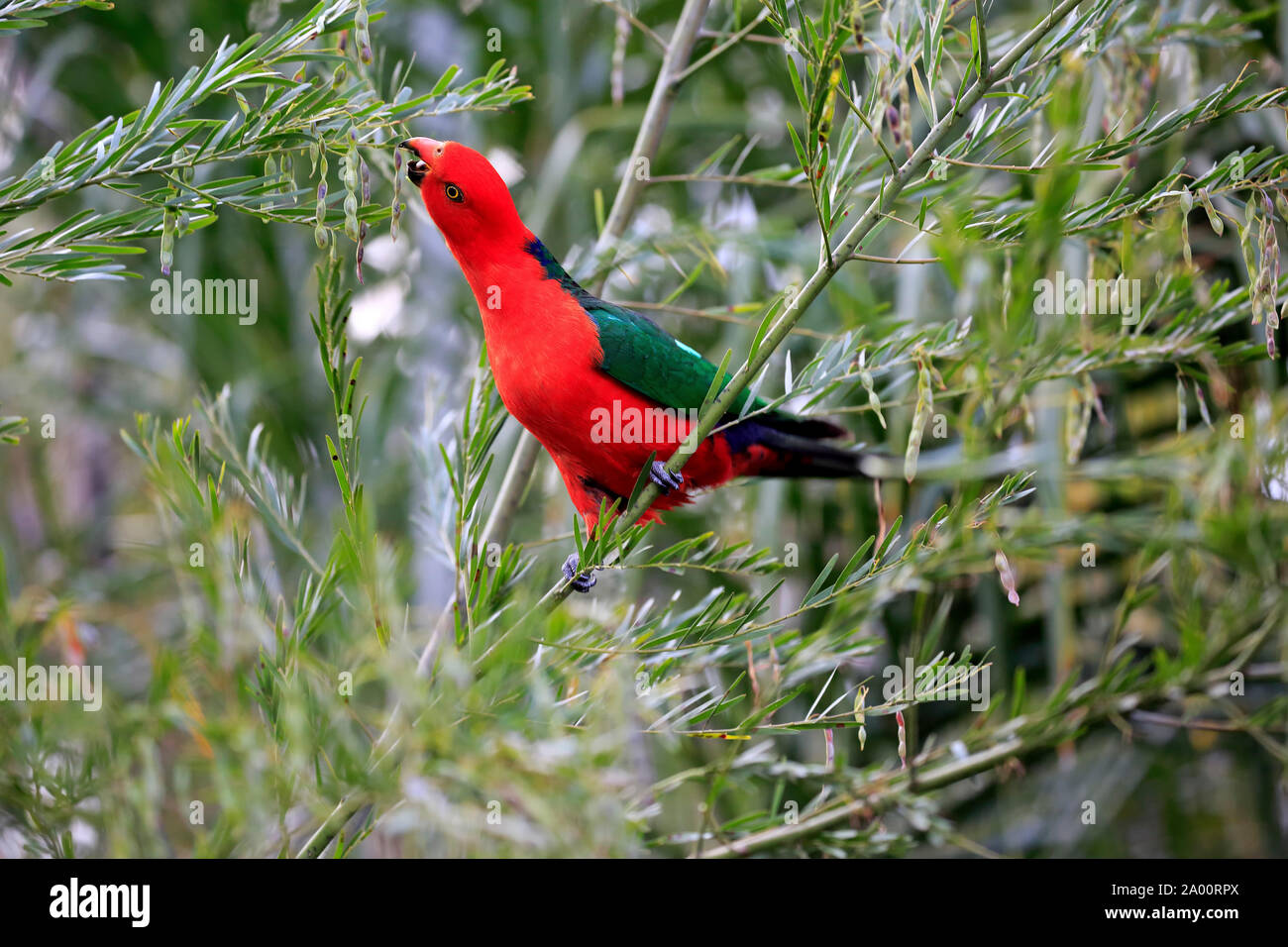 Australian King Parrot, des profils sur l'alimentation de l'arbre, Long Beach, New South Wales, Australie, (Alisterus scapularis) Banque D'Images