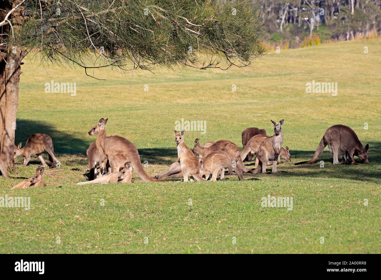 Kangourou gris de l'Est, groupe se reposant dans l'ombre, Maloney Beach, New South Wales, Australie, (Macropus giganteus) Banque D'Images