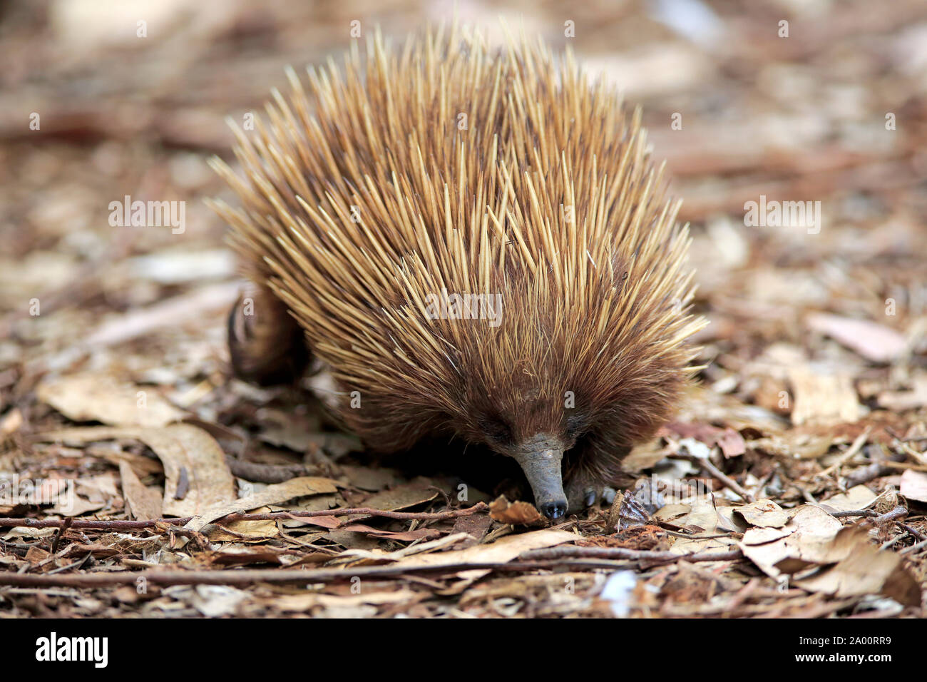 Échidné à nez court, adulte, Parndana, Kangaroo Island, Australie du Sud, Australie, (Tachyglossus aculeatus) Banque D'Images