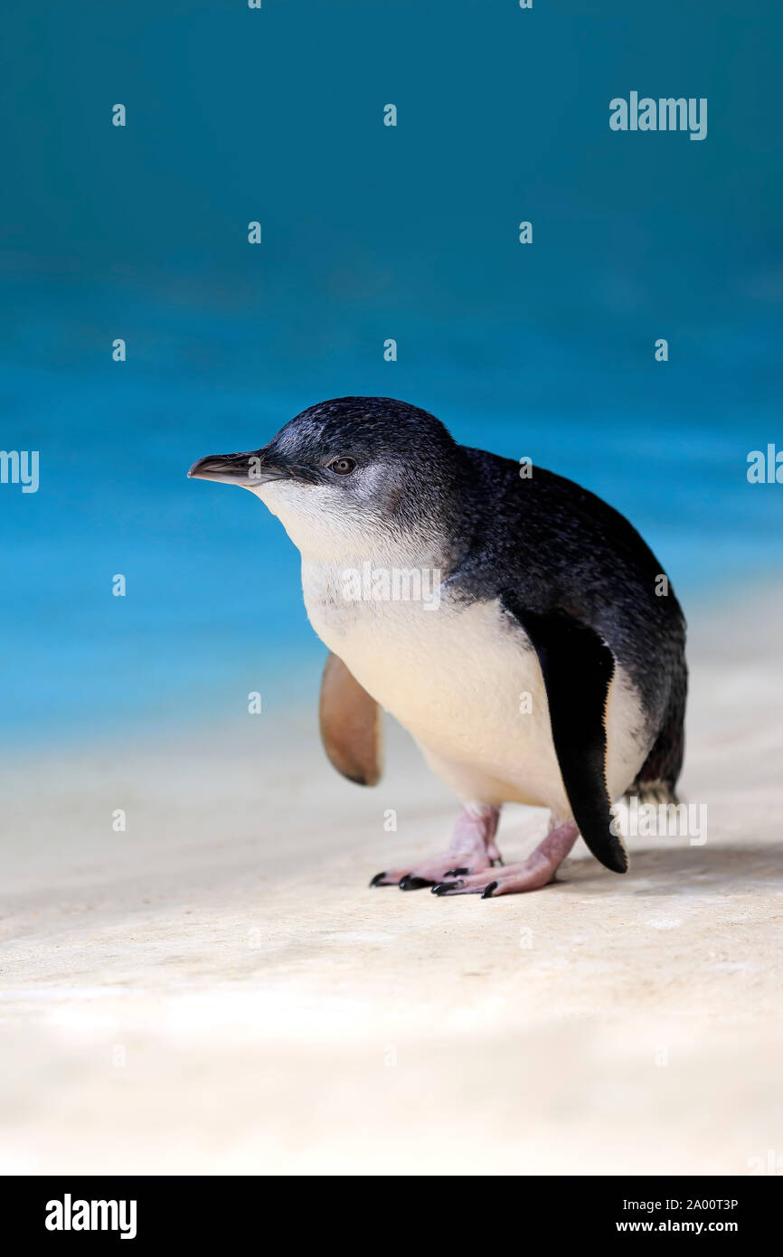 Petit Pingouin, adulte, Kangaroo Island, Australie du Sud, Australie, (Eudyptula minor) Banque D'Images