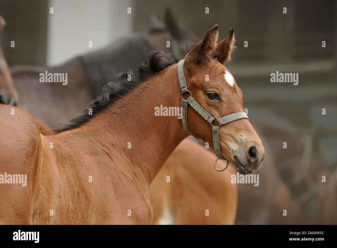 Anglo-Arab, cheval poulain brun Banque D'Images