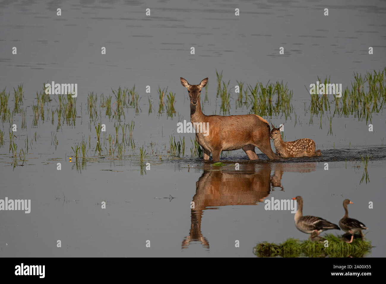 Red Deer, Hind avec de jeunes, Lusace, Saxe, Allemagne, (Cervus elaphus) Banque D'Images
