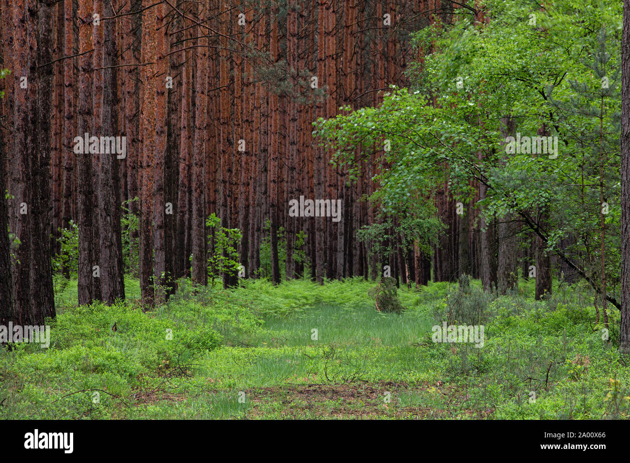La forêt de conifères, Lusace, Saxe, Allemagne Banque D'Images