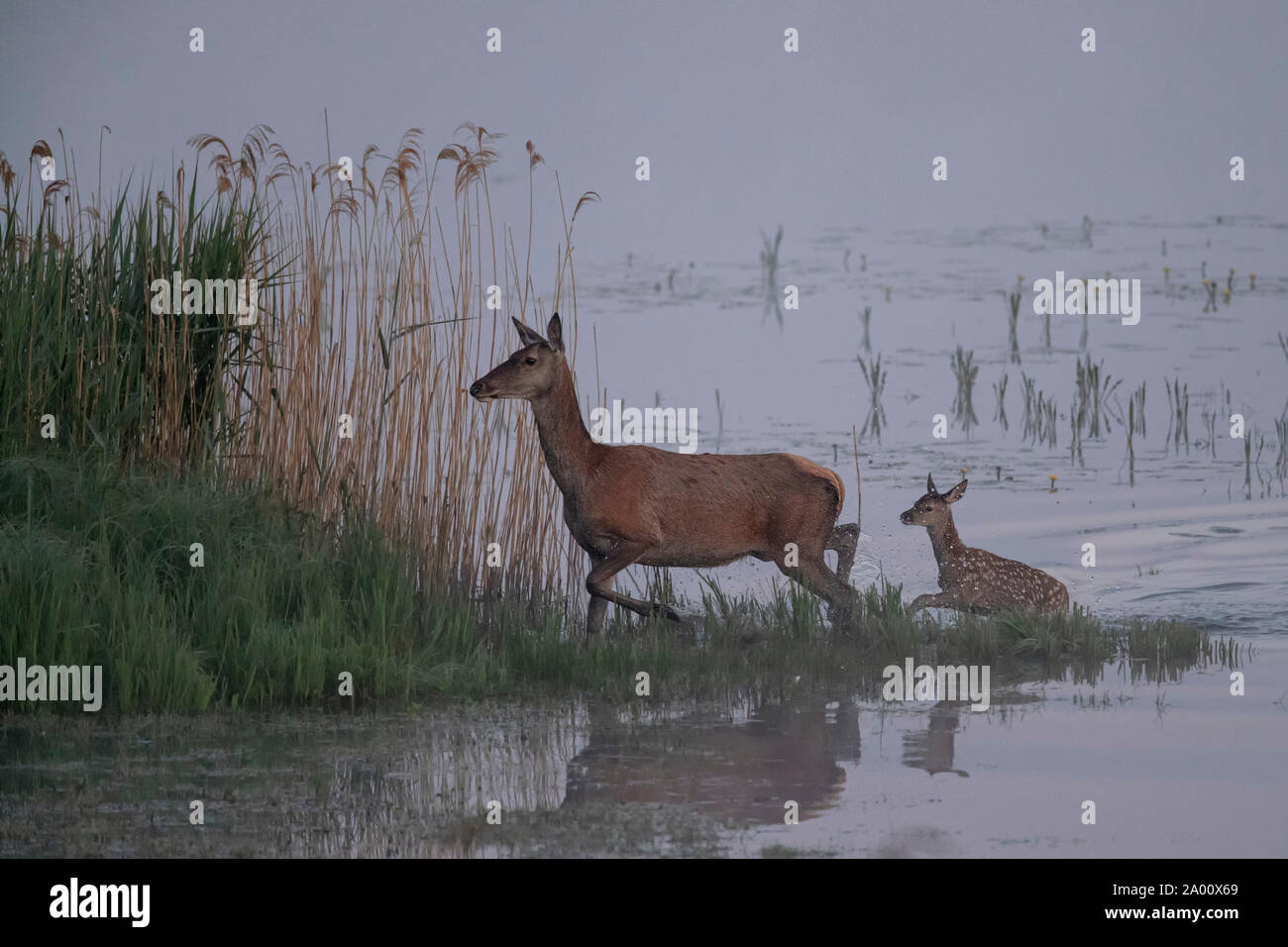 Red Deer, Hind avec de jeunes, Lusace, Saxe, Allemagne, (Cervus elaphus) Banque D'Images