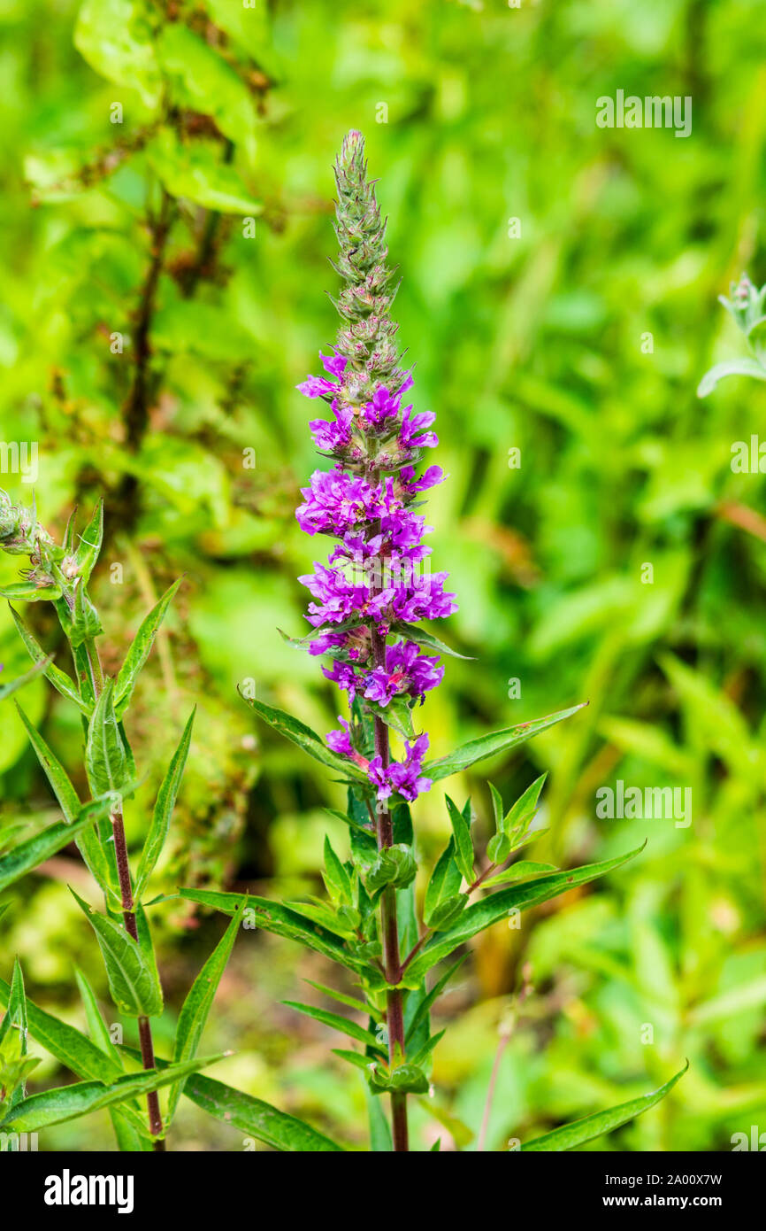 Une tige, ou spike, de fleurs rose pourpre lumineux de la salicaire pourpre, Lythrum salicaria, sur un fond vert des plantes Banque D'Images