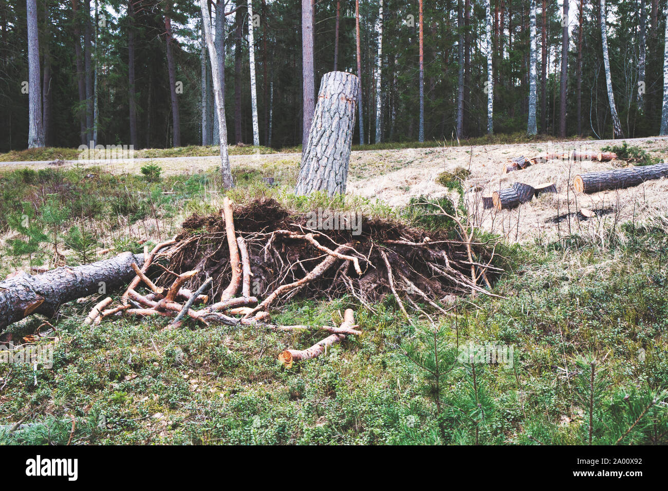 Arbre déraciné, racines et couper les grumes, réserve naturelle (Bjorno Bjorno Naturreservat), archipel de Stockholm, Suède Banque D'Images