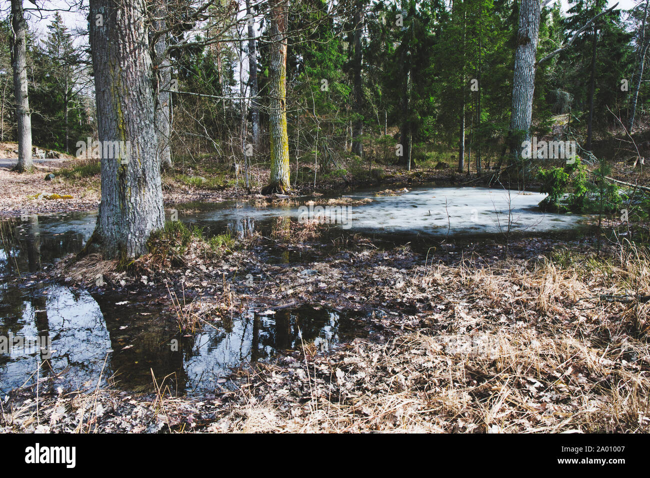 Étang gelé en forêt, réserve naturelle (Bjorno Bjorno Naturreservat), archipel de Stockholm, Suède Banque D'Images